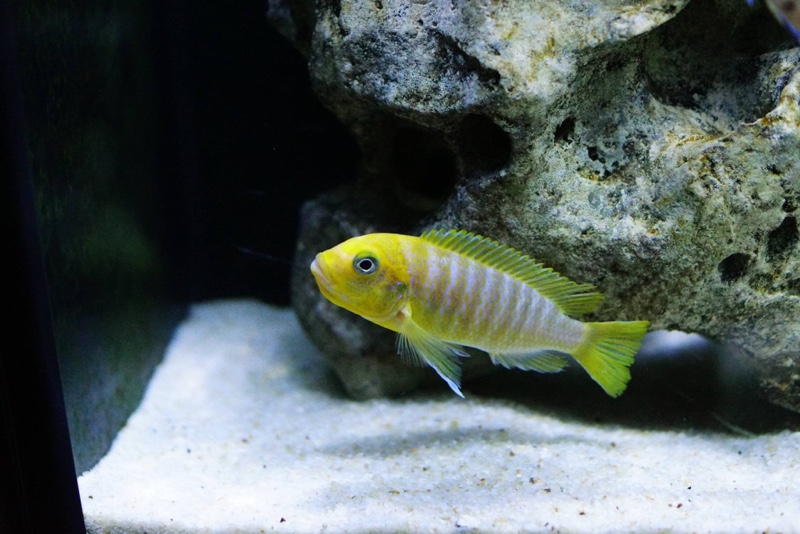 Maylandia hajomaylandi 'Chizumulu Island'